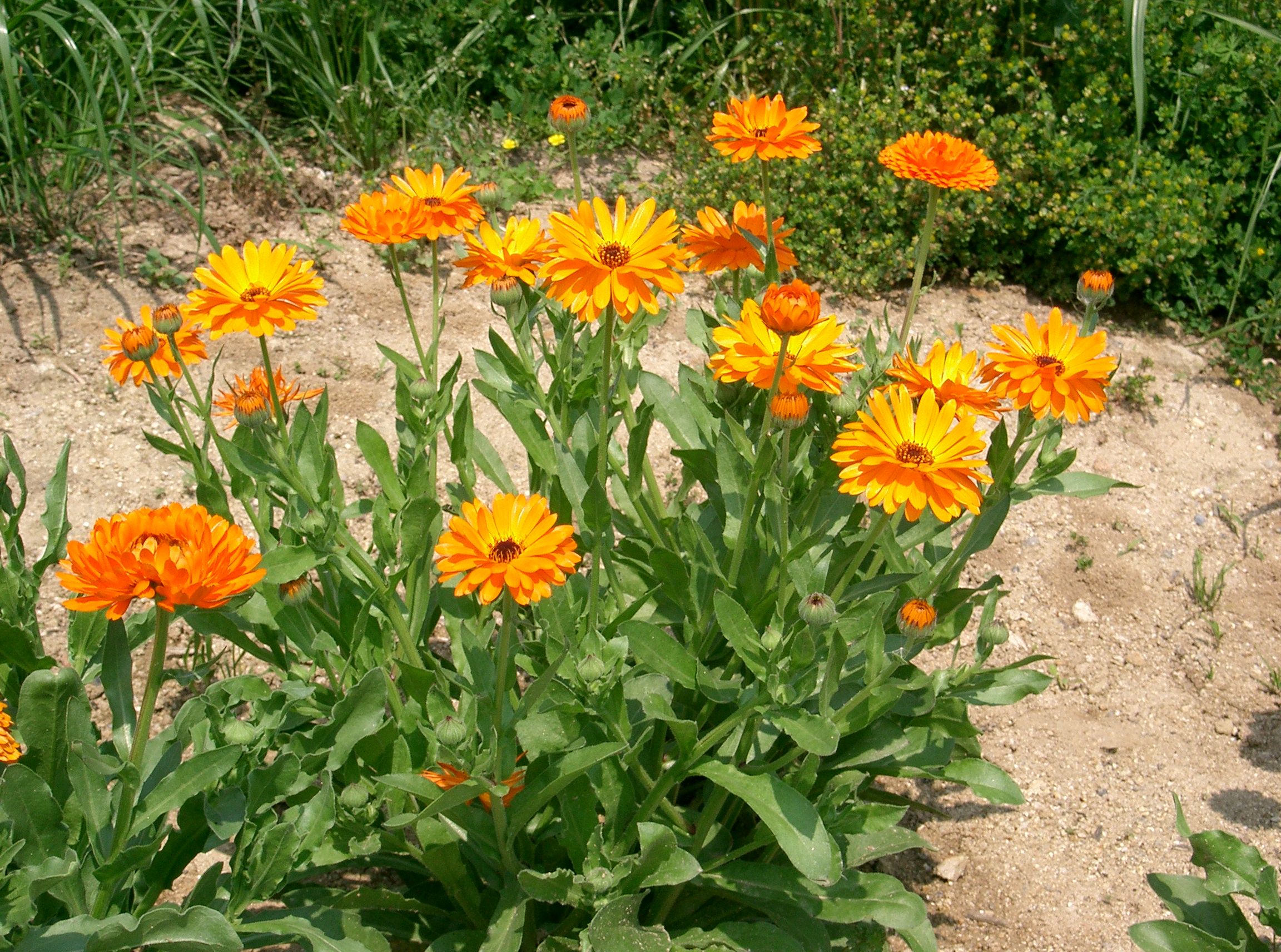 Calendula officinalis